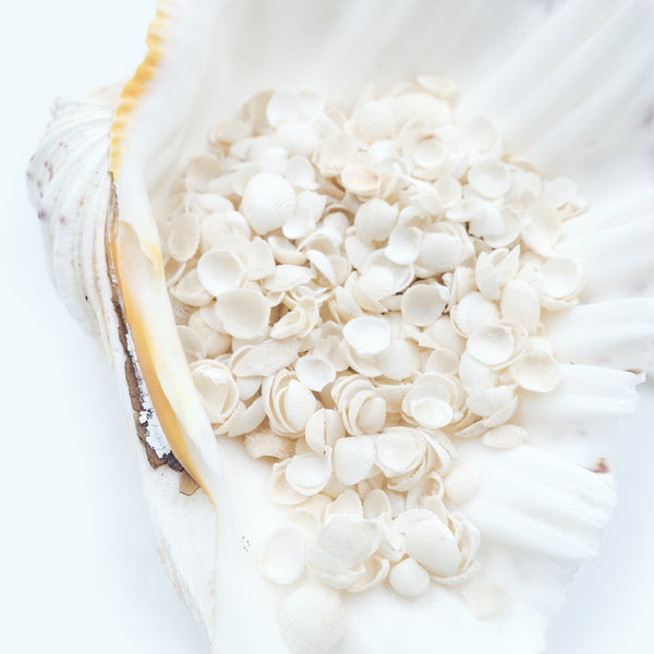 Tiny White Cap Cockle Shells - 1 Kg